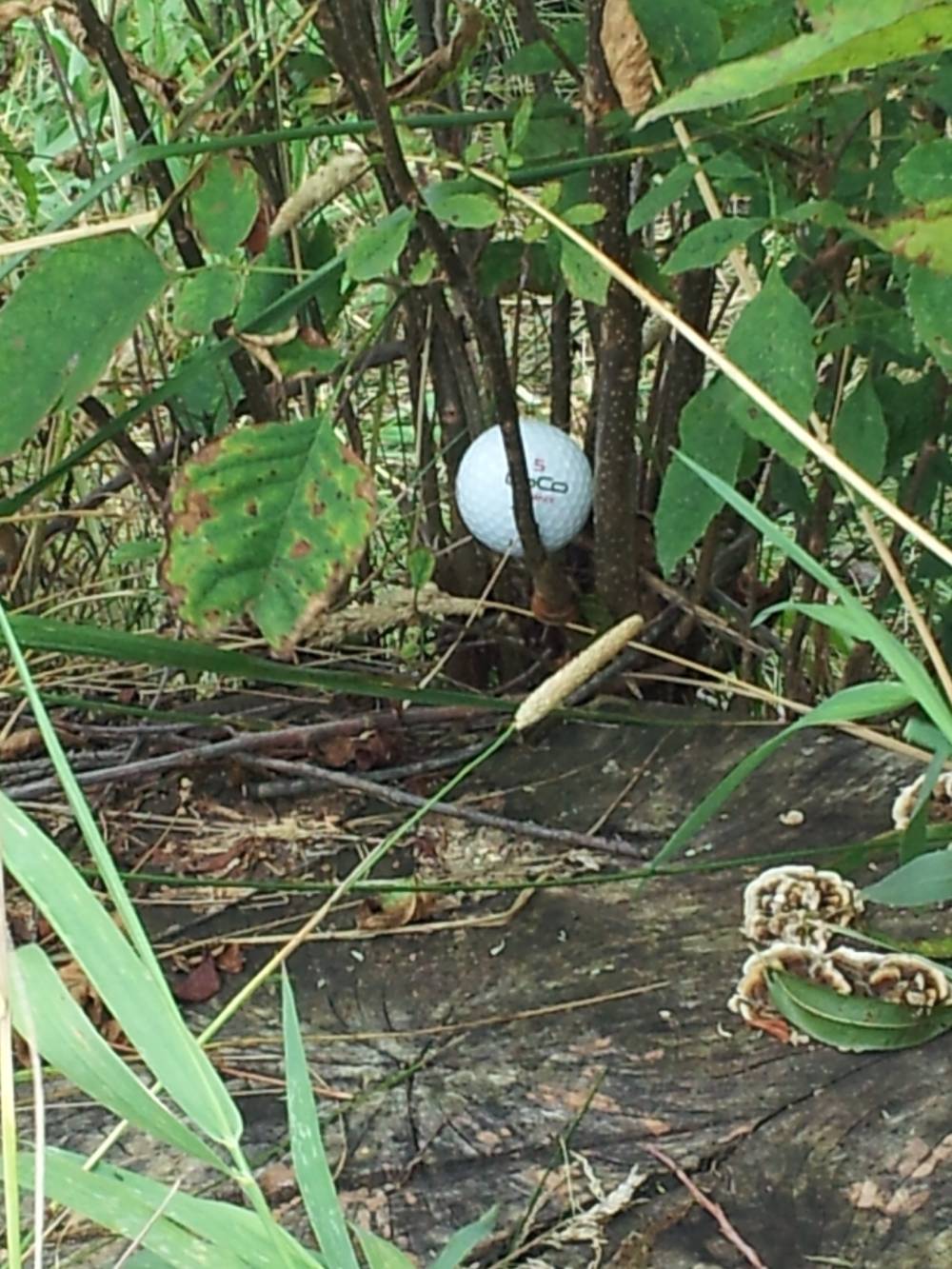 Ball stuck in shrubs